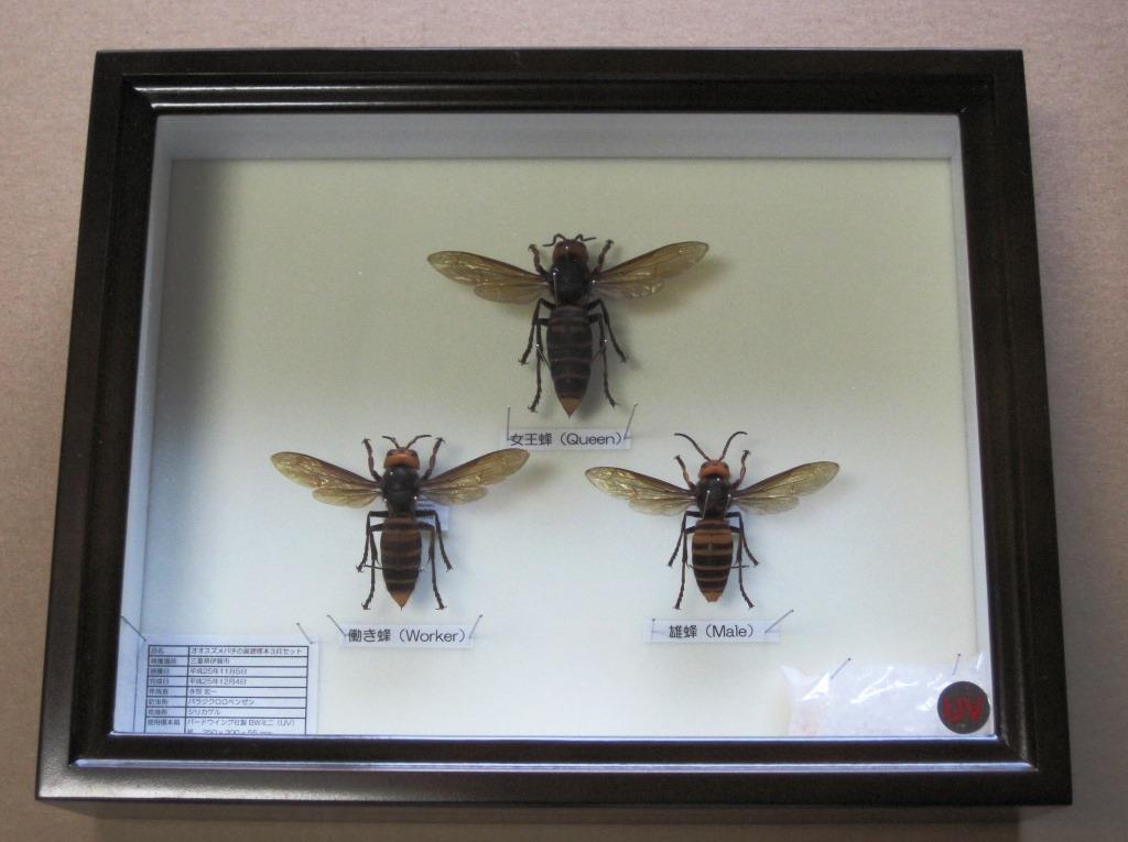 オオスズメバチの女王蜂、働き蜂、雄蜂 展翅標本3匹セット
